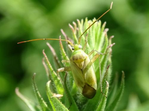 Réf. 261 522 : Adelphocoris sp.